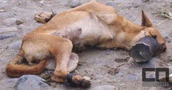 Câmara aprova PL que aumenta pena para maus-tratos a animais e zoofilia