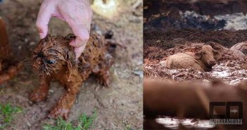 Tragédia de Brumadinho supera Mariana; número de mortos chega a 34