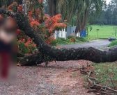 Queda de árvore bloqueia principal acesso ao Bairro Colonial 2 em Araçoiaba da Serra