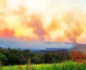 Incêndio atinge Floresta Nacional de Ipanema e mobiliza força-tarefa